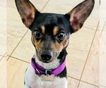 Small Photo #2 Rat Terrier Puppy For Sale in Atlanta, GA, USA