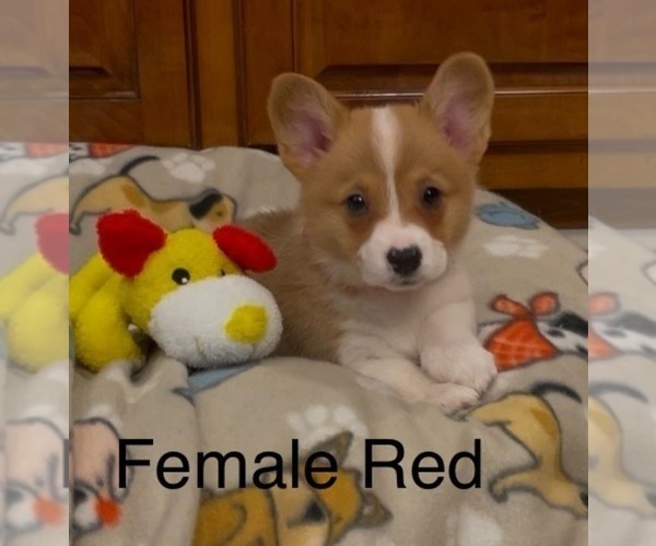 Medium Photo #1 Pembroke Welsh Corgi Puppy For Sale in GUTHRIE, KY, USA