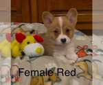 Small Pembroke Welsh Corgi