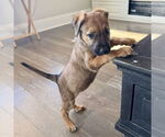 Small #1 Mutt