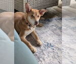 Small #1 Carolina Dog Mix