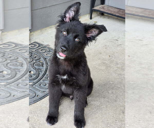 Medium Photo #2 German Shepherd Dog-Unknown Mix Puppy For Sale in The Woodlands, TX, USA