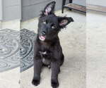 Small #1 German Shepherd Dog Mix