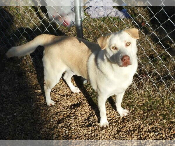 Medium Photo #4 Mutt Puppy For Sale in Anniston, AL, USA