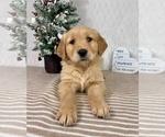 Small Photo #5 Golden Retriever Puppy For Sale in GREENFIELD, IN, USA