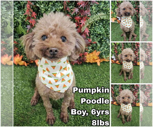 Medium Photo #1 Poodle (Miniature) Puppy For Sale in Seattle, WA, USA