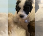 Small Photo #6 Coton de Tulear Puppy For Sale in PAULDEN, AZ, USA