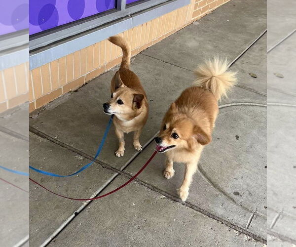 Medium Photo #5 Chihuahua-Unknown Mix Puppy For Sale in Mount Laurel, NJ, USA