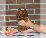 Small #1 Cavapoo (Miniature)