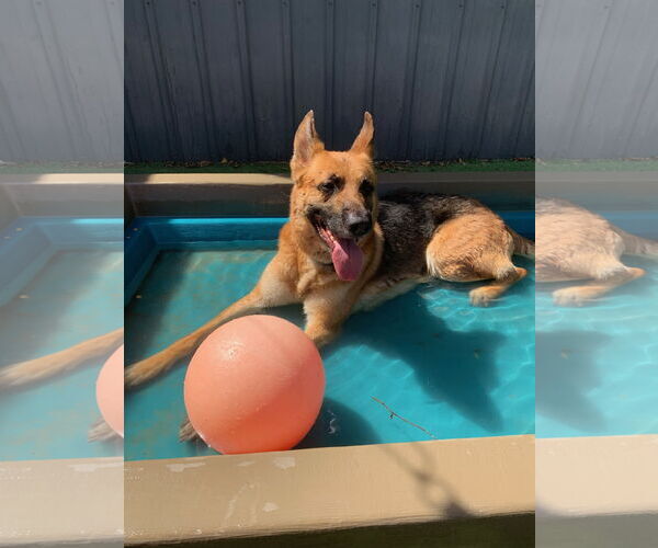 Medium Photo #1 German Shepherd Dog Puppy For Sale in Coralville, IA, USA