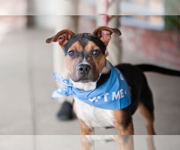 Medium Photo #2 Mutt Puppy For Sale in San Jose, CA, USA