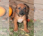 Small #3 Rhodesian Ridgeback