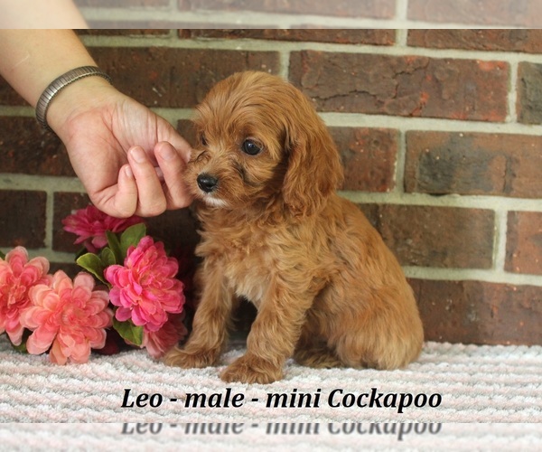 Medium Photo #3 Cockapoo (Miniature) Puppy For Sale in CLARKRANGE, TN, USA