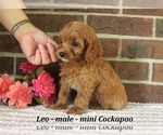 Small #2 Cockapoo (Miniature)