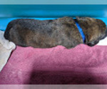 Puppy 5 Leonberger-Rottle Mix