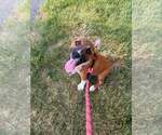 Small #2 Boxer Mix