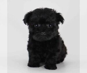 YorkiePoo Puppy for sale in LOS ANGELES, CA, USA