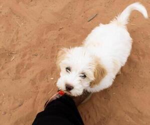 Mutt Puppy for sale in MERIDIAN, ID, USA