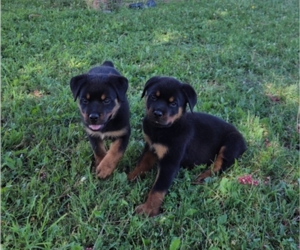 Medium Photo #1 Rottweiler Puppy For Sale in JURUPA VALLEY, CA, USA
