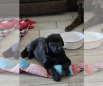 Small #13 Labrador Retriever