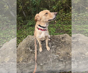Millie - Female Borador Dog for Adoption - Photo #4