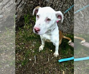 Dogo Argentino-Unknown Mix Dogs for adoption in Beatrice, NE, USA
