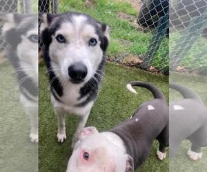 Siberian Husky-Unknown Mix Dogs for adoption in Rowlett, TX, USA