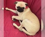 Small #3 Pug Mix
