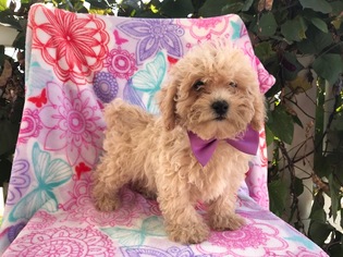 Poochon Puppy for sale in PEACH BOTTOM, PA, USA