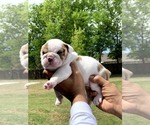 Small Photo #2 Bulldog Puppy For Sale in BRKN ARW, OK, USA