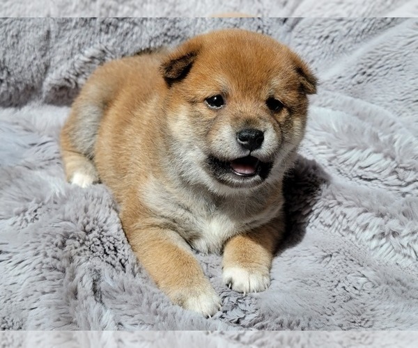 Medium Photo #3 Shiba Inu Puppy For Sale in SOMERSWORTH, NH, USA