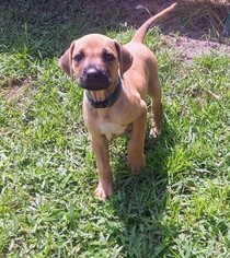 Rhodesian Ridgeback Puppy for sale in VALDOSTA, GA, USA