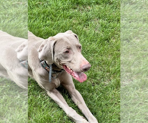 Medium Photo #6 Weimaraner Puppy For Sale in Fountain , CO, USA