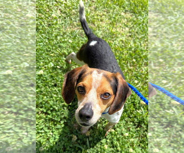 Medium Photo #1 Beagle Puppy For Sale in Dunnellon, FL, USA