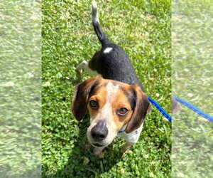 Beagle Dogs for adoption in Dunnellon, FL, USA