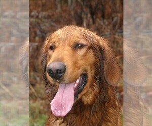 Father of the Golden Retriever puppies born on 05/27/2026