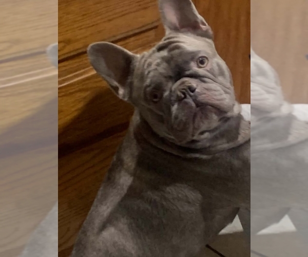 Medium Photo #1 French Bulldog Puppy For Sale in GREENEVILLE, TN, USA