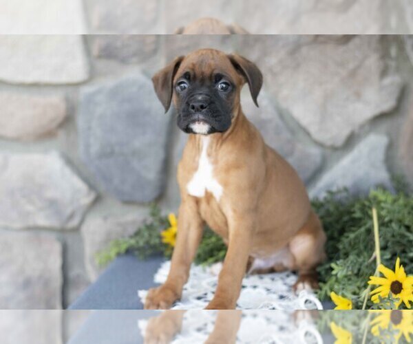 Medium Photo #2 Boxer Puppy For Sale in SHILOH, OH, USA