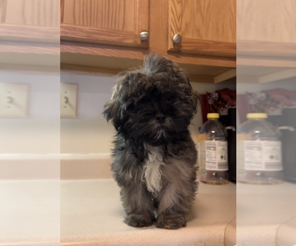 Medium Photo #1 Shih Tzu Puppy For Sale in ROSEDALE, MD, USA