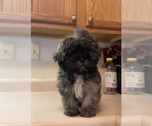 Shih Tzu Puppy for sale in ROSEDALE, MD, USA