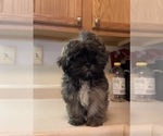 Small Photo #1 Shih Tzu Puppy For Sale in ROSEDALE, MD, USA