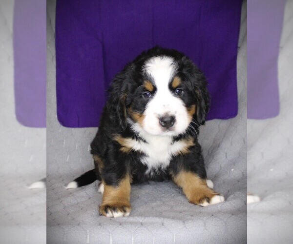 Medium Photo #5 Bernese Mountain Dog Puppy For Sale in BAYARD, NE, USA