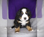 Small #4 Bernese Mountain Dog