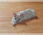Small #8 French Bulldog