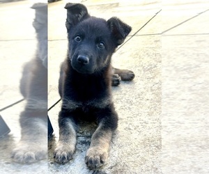 German Shepherd Dog Puppy for sale in UNION GROVE, AL, USA