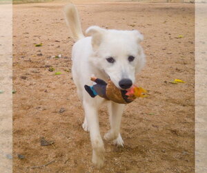 Pearl-ADOPTION PENDING - Female Great Pyrenees Dog for Adoption - Photo #2