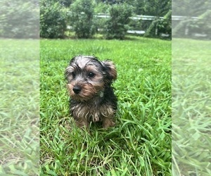 Yorkshire Terrier Puppy for sale in DURHAM, CT, USA