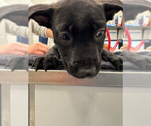 Mutt Dogs for adoption in Peoria, IL, USA