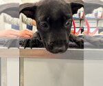 Small Mutt