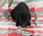 Small Photo #34 Labrador Retriever Puppy For Sale in MERIDEN, KS, USA